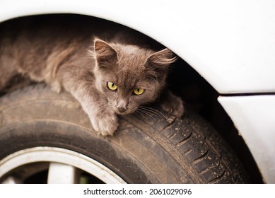 Small gray fluffy homeless kitten hiding or basking under a wing on a car wheel - Powered by Shutterstock