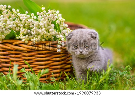 Small gray fluffy kitten walking on the grass against the background of a wicker basket full of lily of the valley flowers 