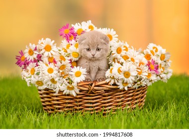 Small gray fold kitten sitting in a wicker basket with a huge bouquet of daisies on the green grass 