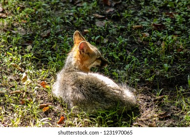 Small gray fox