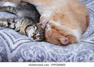 A Small Gray Kitten And An Adult Cat Are Sleeping Close Up Lying On The Bed.