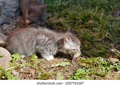 A Small Gray Kitten Eating Raw Fish With An Appetite. Selective Focus.