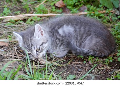 A Small Gray Kitten Eating Raw Fish With An Appetite. Selective Focus.