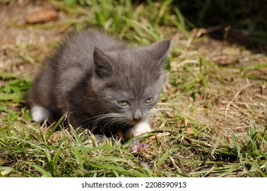 A Small Gray Kitten Eating Raw Fish With An Appetite. Selective Focus.