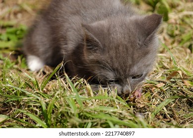 A Small Gray Kitten Eating Raw Fish With An Appetite. Selective Focus.