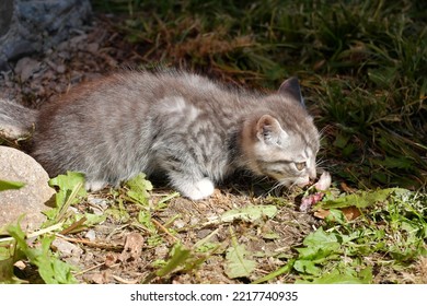 A Small Gray Kitten Eating Raw Fish With An Appetite. Selective Focus.