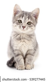 Small Gray Kitten Isolated On White Background.