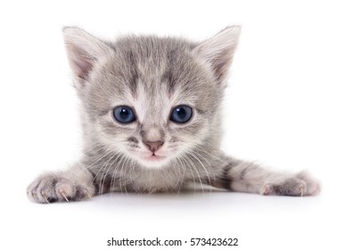 Kleines graues Kätzchen einzeln auf weißem Hintergrund.