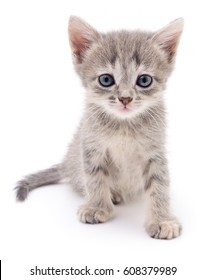 Chaton Fond Blanc Images Stock Photos Vectors Shutterstock