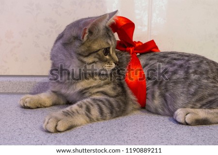 A small gray kitten lies on a gray table and looks around. On a gray kitten a scarlet satin ribbon.