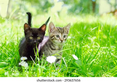 small gray kitten on the grass, outdoor