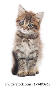 Small gray kitten on a white background - Shutterstock ID 179490965