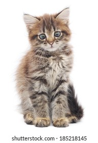 Small gray kitten on a white background - Shutterstock ID 185218145