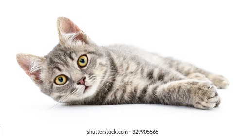 Chat Fond Blanc Images Stock Photos Vectors Shutterstock