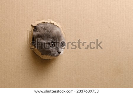Small gray kitten struck its muzzle out cut out window in cardboard