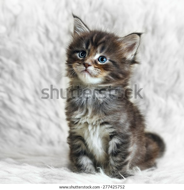 Small Maine Coon Kitten Stock Photo Now)