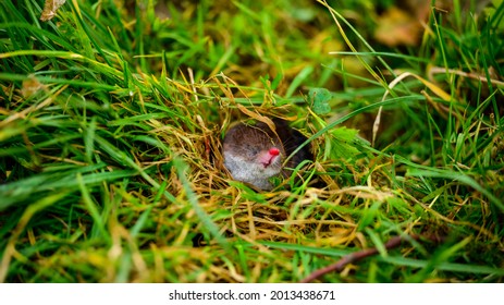 Small Gray Mole Climbed Out Ground Stock Photo 2013438671 | Shutterstock