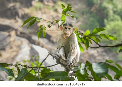 small gray monkey sits on a tree branch in Asia