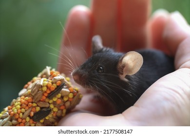A Small Gray Mouse In A Hand Is Eating Rodent Food