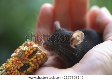 a small gray mouse in a hand is eating rodent food