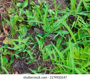 A Small Gray Nimble Lizard Is Hiding Among The Green Grass.