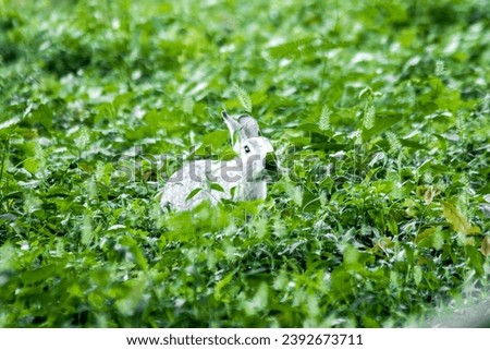 Small gray rabbit nesting in the grass, rabbit in the grass