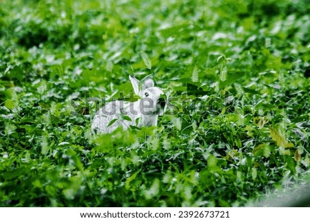 Small gray rabbit nesting in the grass, rabbit in the grass
