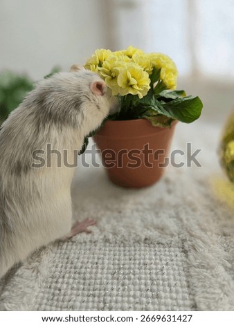a small gray rat sniffs yellow flowers in a flowerpot