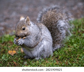 A small gray squirrel is found on the grass, holding and nibbling on a nut. Sunlight illuminates the scene, highlighting its fluffy tail and curious expression.