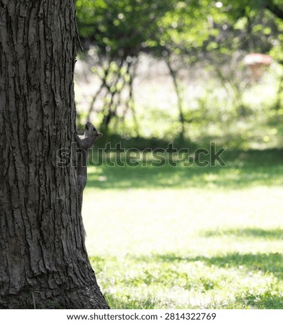 a small gray squirrel peeking out from behind the trunk of a tree
