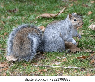 A small gray squirrel is seen standing on its hind legs, nibbling on a nut while surrounded by colorful autumn leaves. The lush green grass adds to the serene park setting.