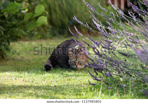 Small Gray Striped European Shorthair Hunting Stock Image