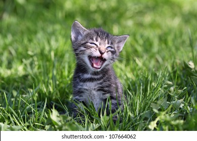 small gray tabby kitten meowing while sitting in the grass - Shutterstock ID 107664062