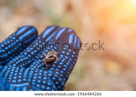 small gray tree frog sits on human arm in black glove. wildlife and nature.