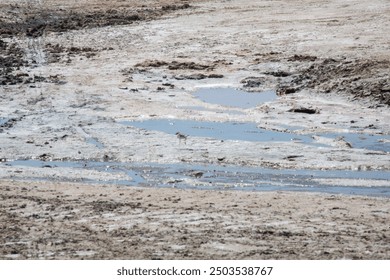 Small gray and white bird walking on dried mud in a swamp with some water reflecting the blue sky