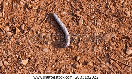 Small gray worm on arid brown soil