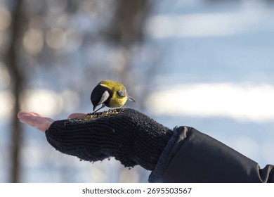 A small Great Tit eats seeds directly from a person's outstretched, gloved hand in a snowy park. This heartwarming interaction highlights trust between humans and wildlife during winter.