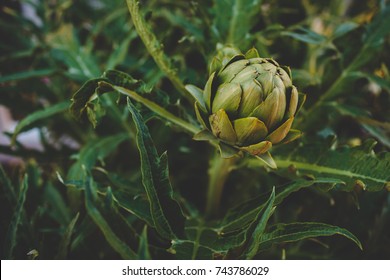 Small Green Artichoke Plant 