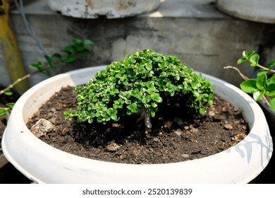 small green bonsai tree in white plant pot, outdoor, bonsai garden - Powered by Shutterstock