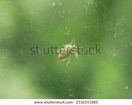 small green bug sitting on a glass window in front of a green background 