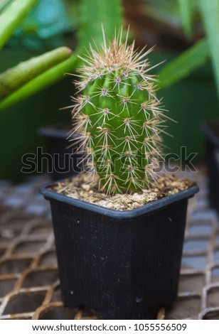 Similar – Image, Stock Photo Small green cactus