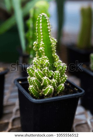 Similar – Image, Stock Photo Small green cactus