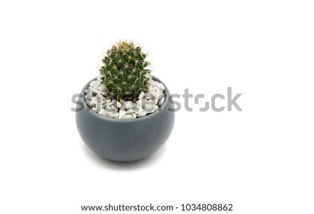 Similar – Image, Stock Photo Small green cactus