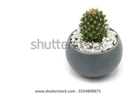 Similar – Image, Stock Photo Small green cactus