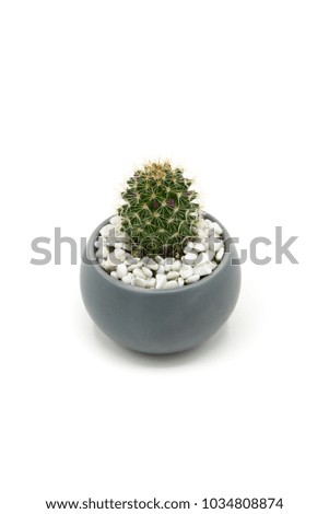 Similar – Image, Stock Photo Small green cactus