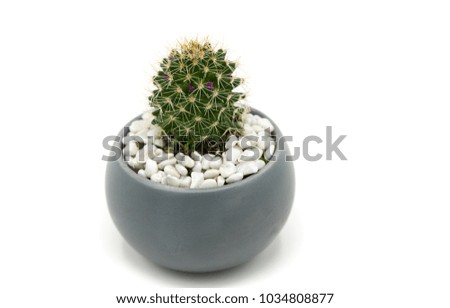 Similar – Image, Stock Photo Small green cactus