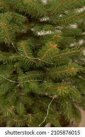 Small Green Christmas Tree Close Up. Real Live Tree.