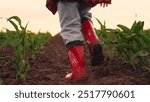 small green corn sprouts sunset field, child running rubber boots across corn field, agriculture, running children feet, childhood corn field, green farming sprouts, kid running rubber boots kicking