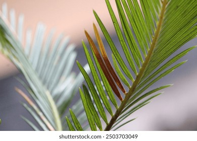 Small green fern leaves, close up and blurry background. An ornamental plant that beautifies the front garden of the house. - Powered by Shutterstock