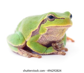 Small Green Frog Isolated On White Background. 